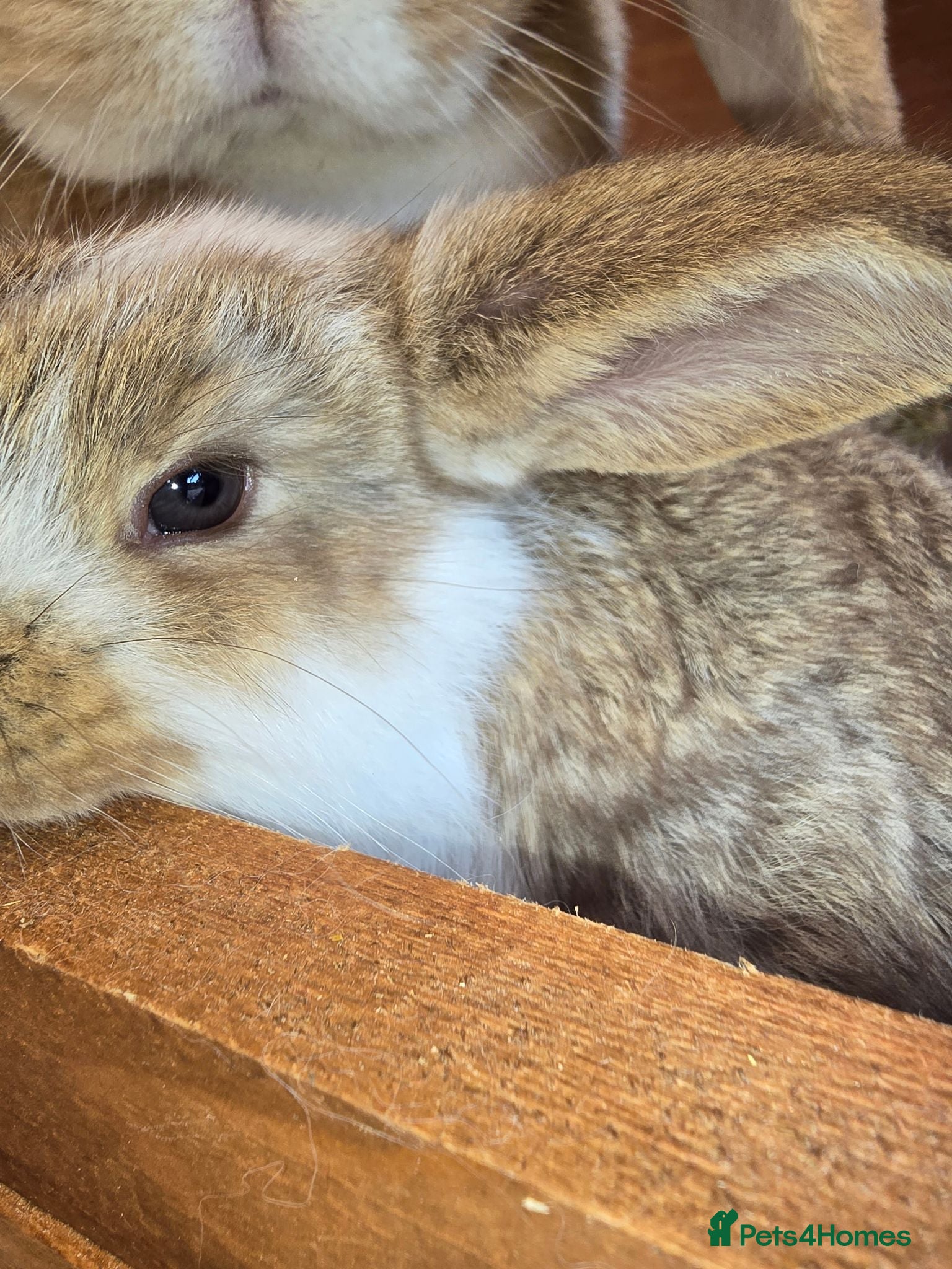 French Lop rabbits Pedigree French Lop - Advert 2
