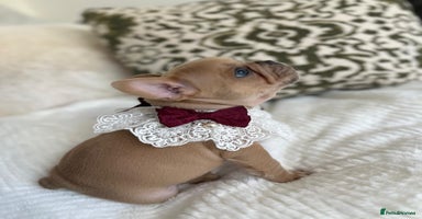 French Bulldog dogs - Advert 16