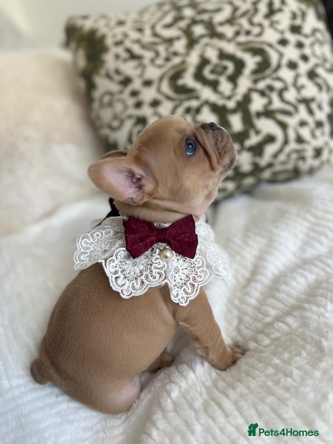French Bulldog dogs for sale: Quality French Bulldog Puppies L4 carriers - Image 3