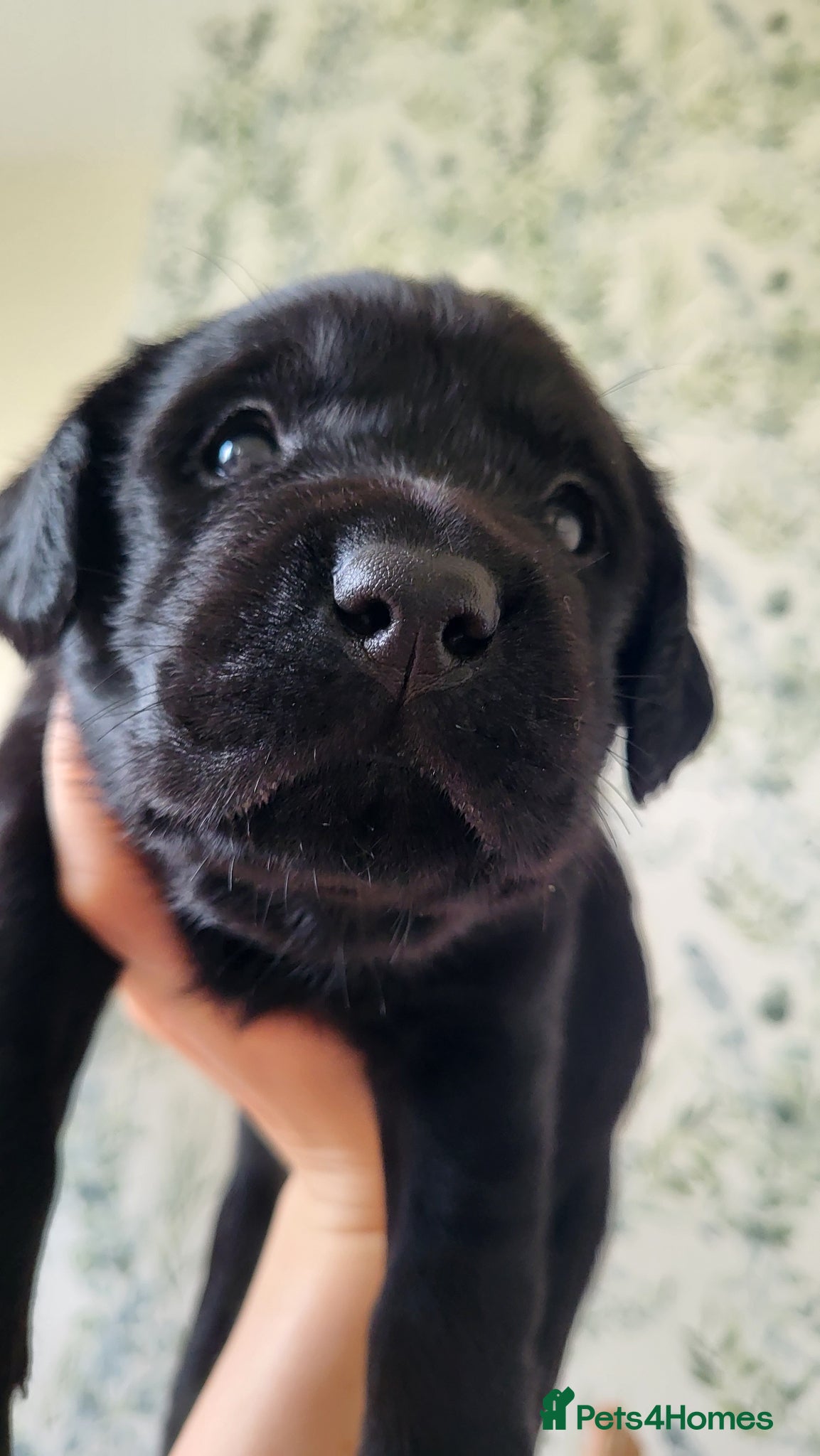 Labrador Retriever dogs Pedigree Labrador puppies - healthy and smart - Advert 1