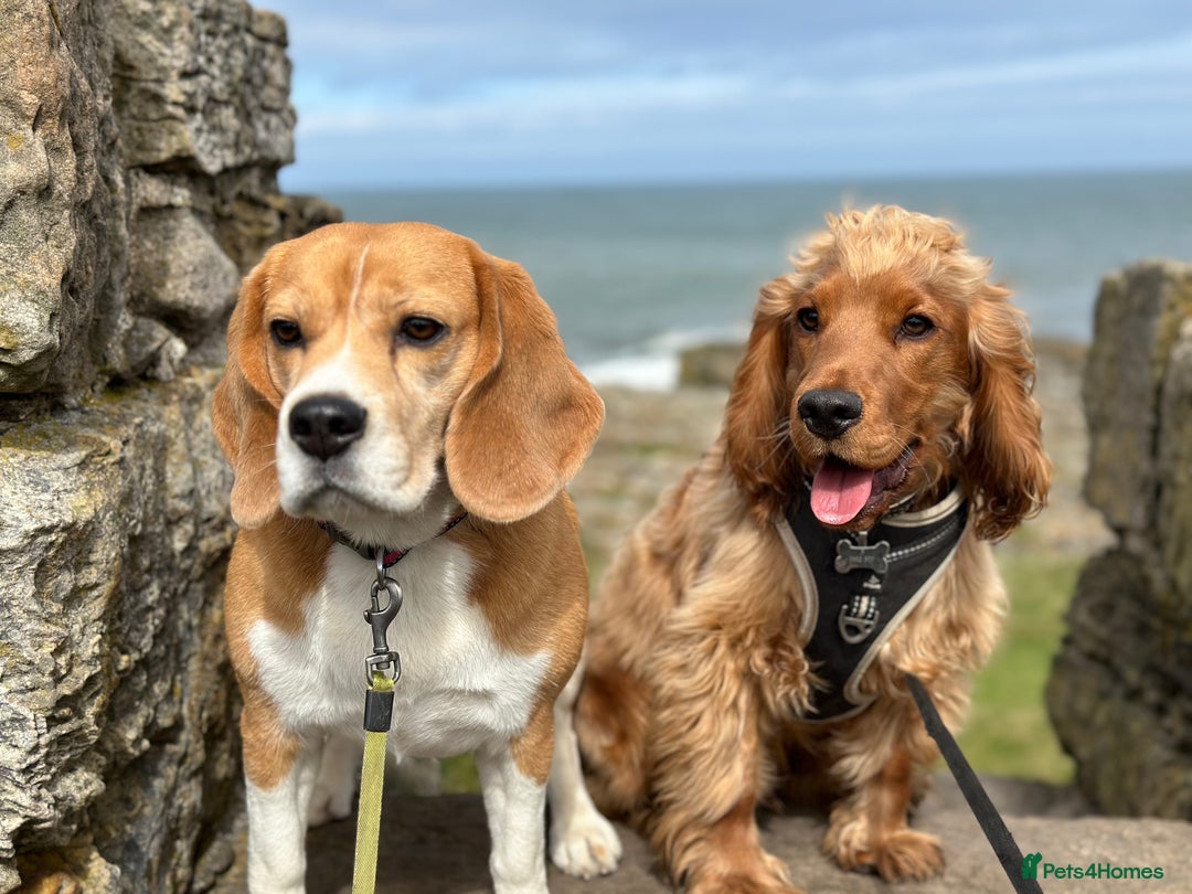 Beagle dogs for sale: Very sweet beagle girl - Advert 2