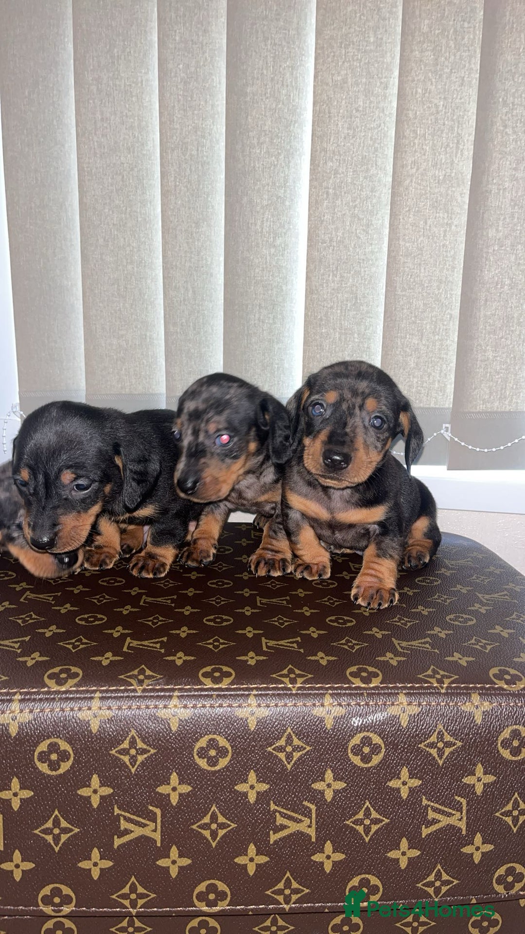 Miniature Dachshund dogs for sale: Miniature dachshund puppies - Advert 17