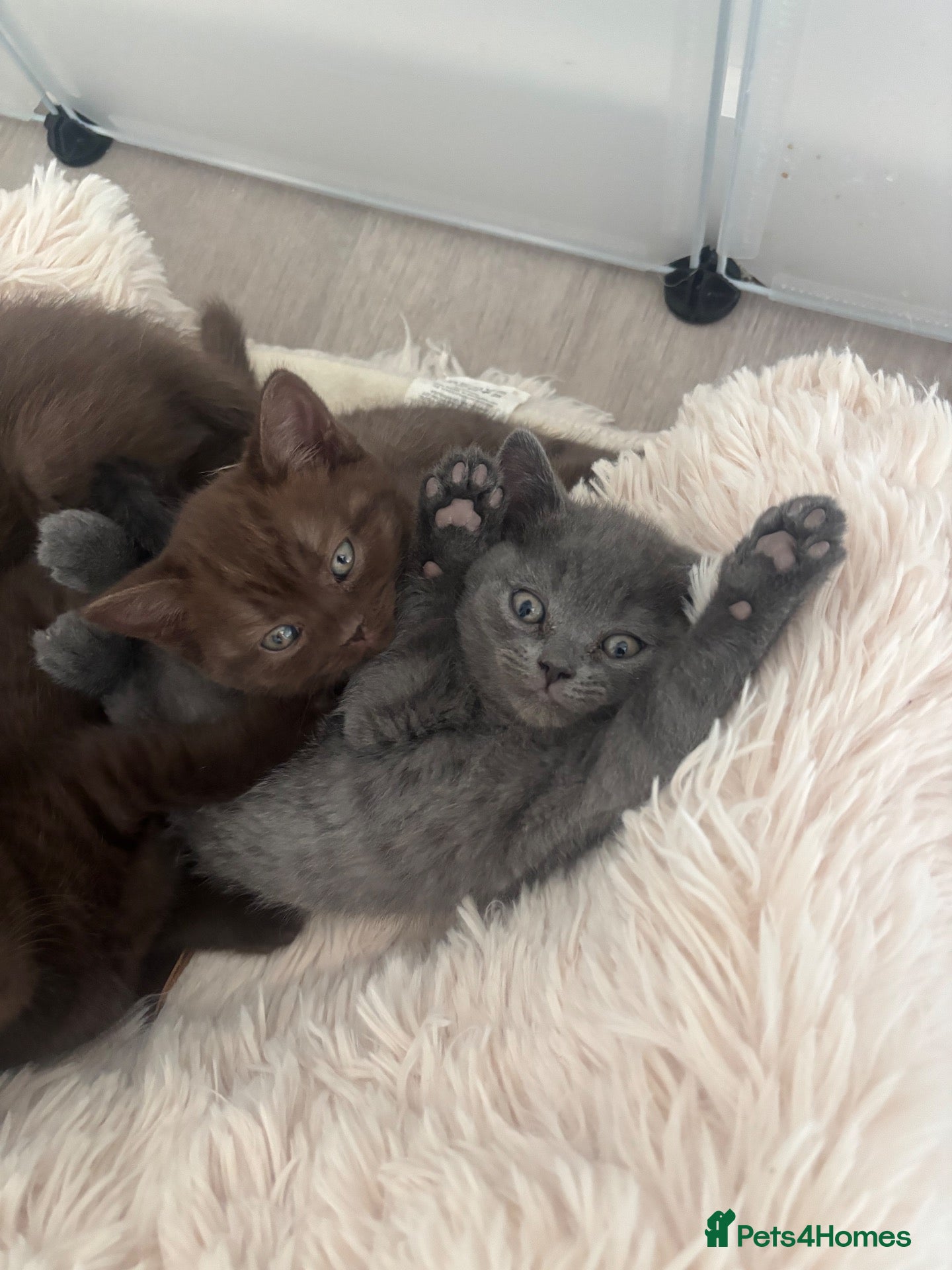 British Shorthair cats TWO BLUE GIRLS LEFT 🏆pure BSH Kittens🏆 - Advert 2