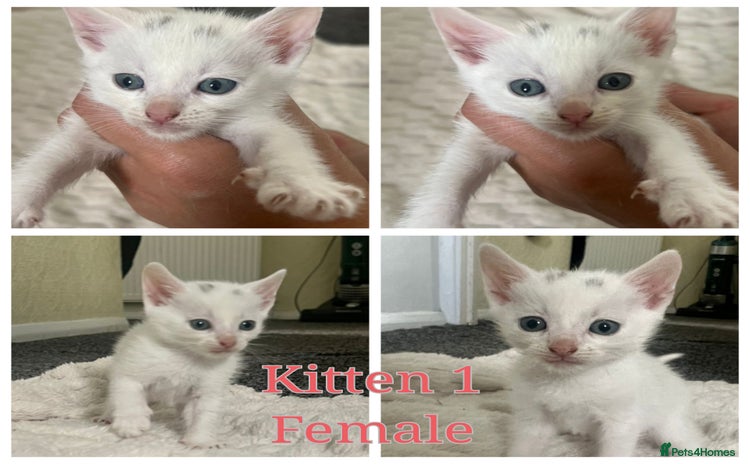 Mixed Breed cats - Advert 3