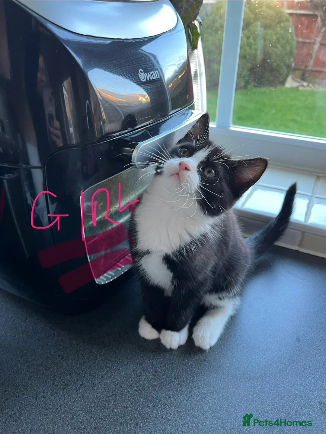 Mixed Breed cats for sale: 4 x Beautiful Playful Kittens Ready NOW - Advert 15