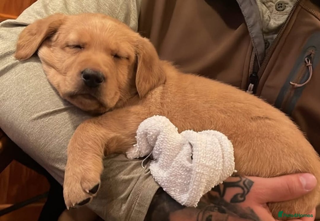 Labrador Retriever dogs for sale: Labrador puppies - Image 1