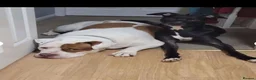 Mixed Breed dogs for sale: Millie & Luna - Advert 11