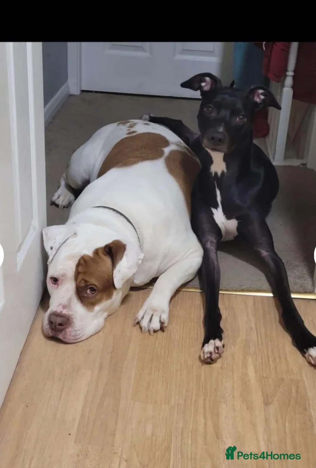 Mixed Breed dogs for sale: Millie & Luna - Advert 11