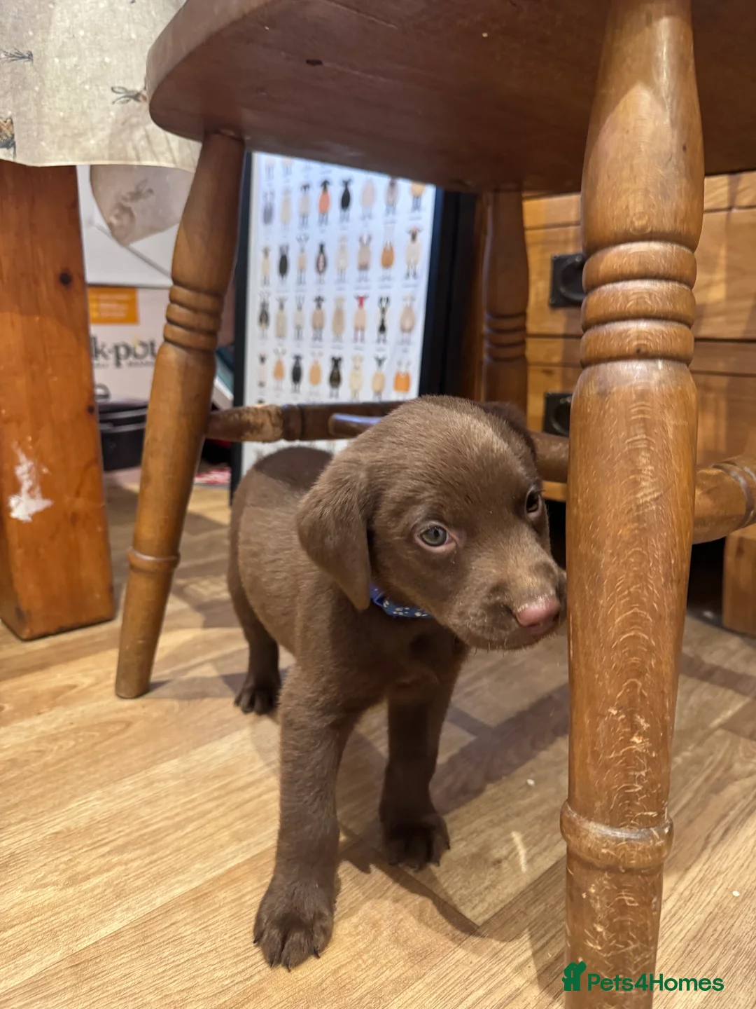 Labrador Retriever dogs for sale: Beautiful Chocolate and Yellow working Labradors  - Advert 18