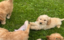 Cockapoo dogs for sale: TOY COCKAPOO PUPPIES  - Image 3