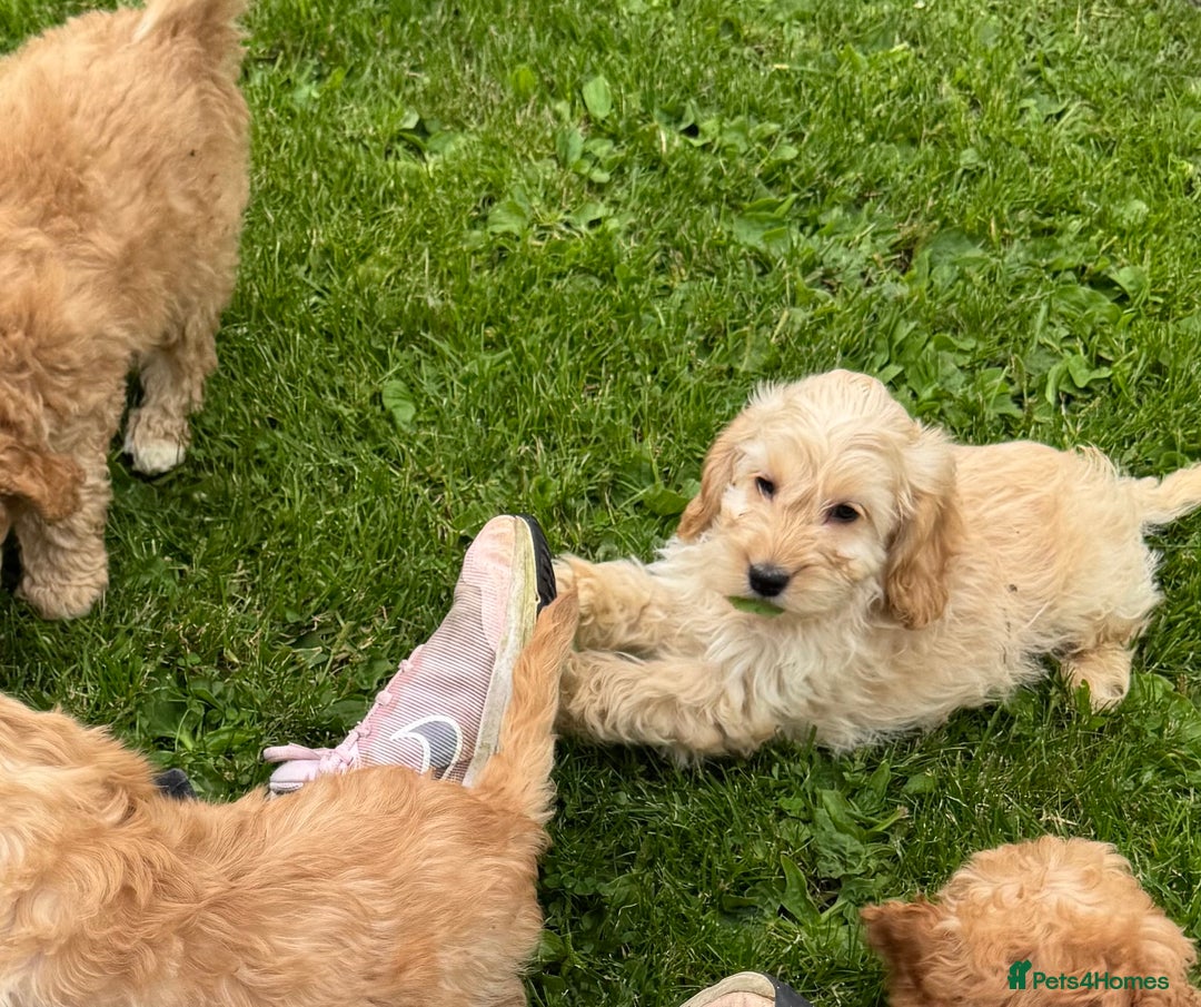 Cockapoo dogs for sale: TOY COCKAPOO PUPPIES  - Image 3