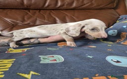 Dachshund dogs for sale: Beautiful Dachshunds - Image 4