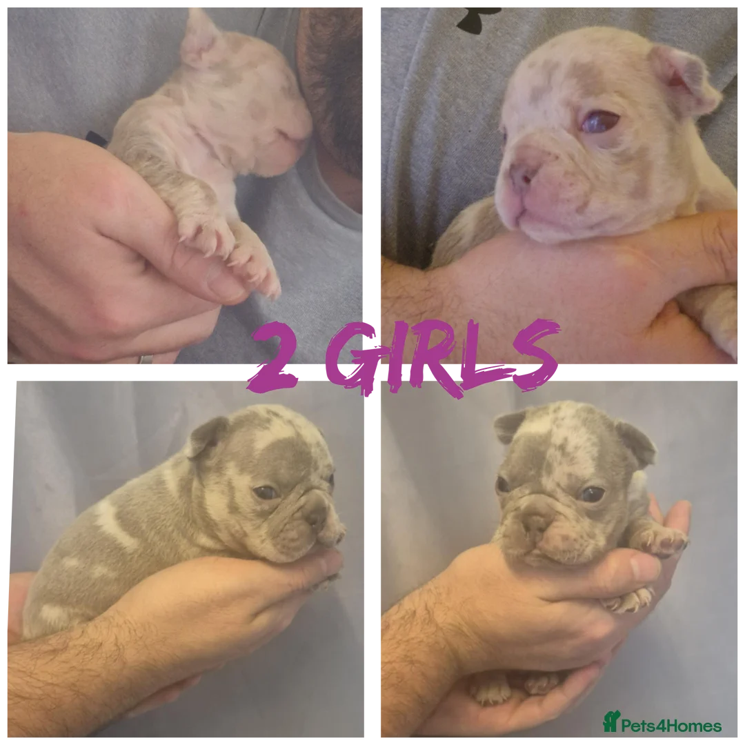 French Bulldog dogs for sale: Stunning Merle frenchie bulldog - Advert 7