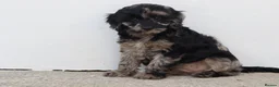Cockapoo dogs for sale: F1 COCKAPOO PUPPIES FOR SALE - Advert 14