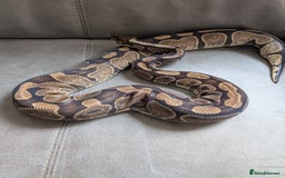 Python Snake reptiles for sale: Royal pyrhons  - Image 5