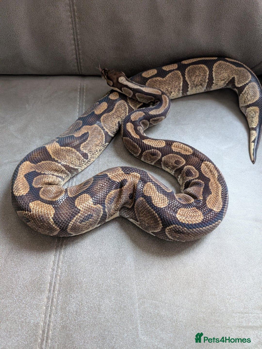 Python Snake reptiles for sale: Royal pyrhons  - Image 5