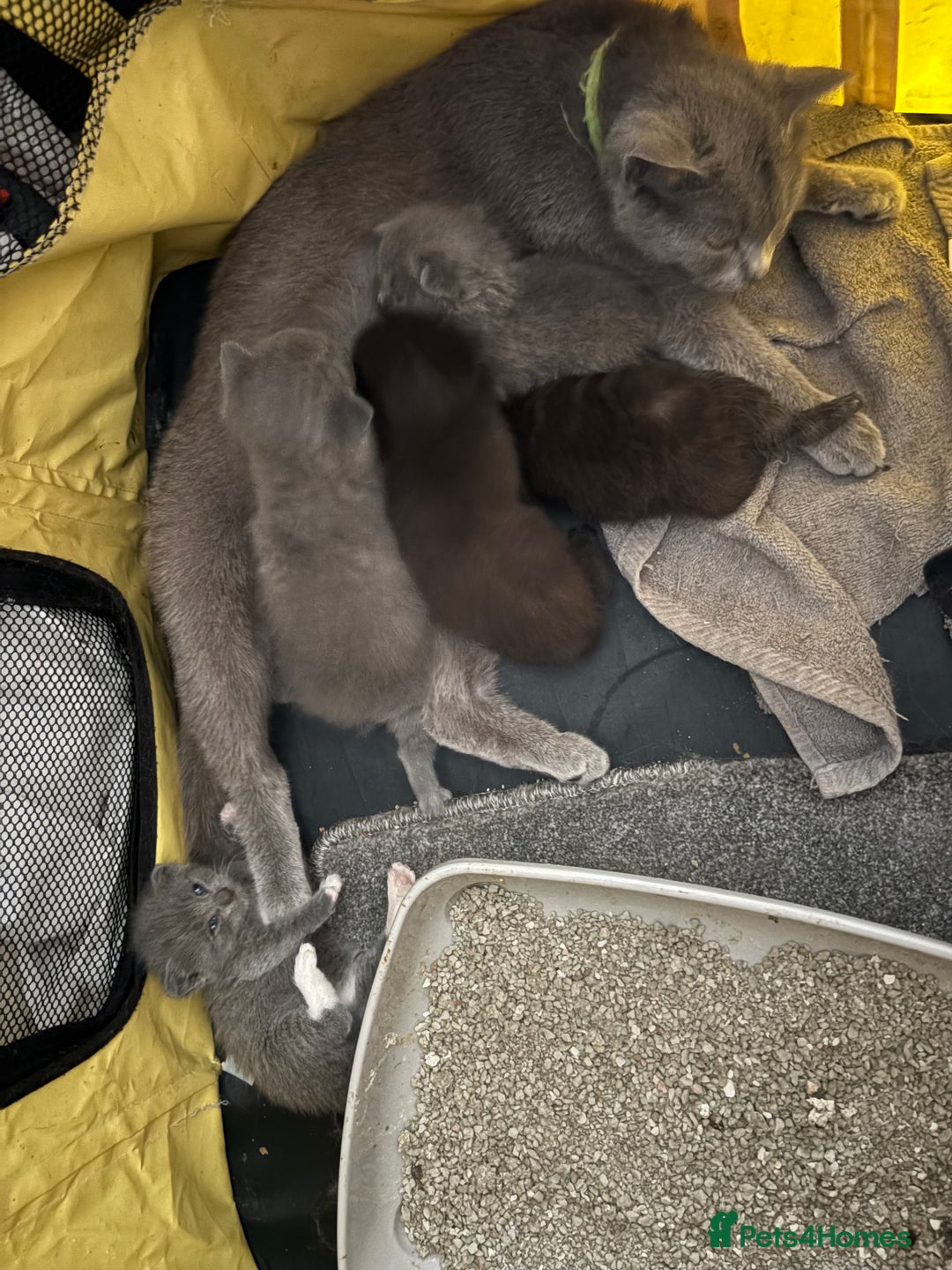 British Shorthair cats for sale: British Shorthair kittens grey/chocolate colours - Image 29