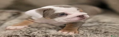 English Bulldog Puppy 3