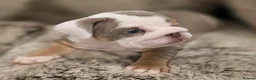 English Bulldog dogs for sale: 3 beautiful tri colour female bull dogs in Bishop Auckland - Advert 2