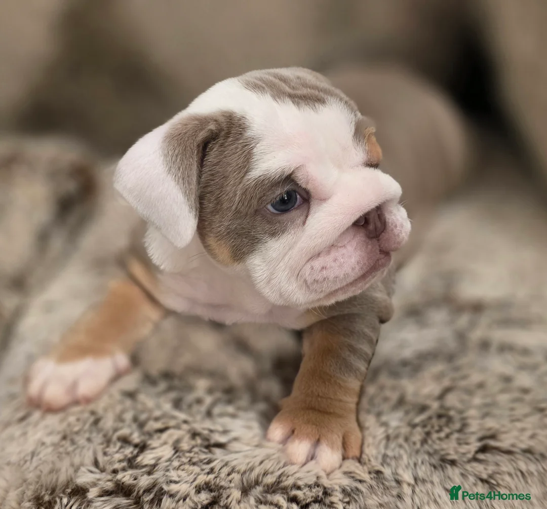 English Bulldog dogs for sale: 3 beautiful tri colour female bull dogs in Bishop Auckland - Advert 2