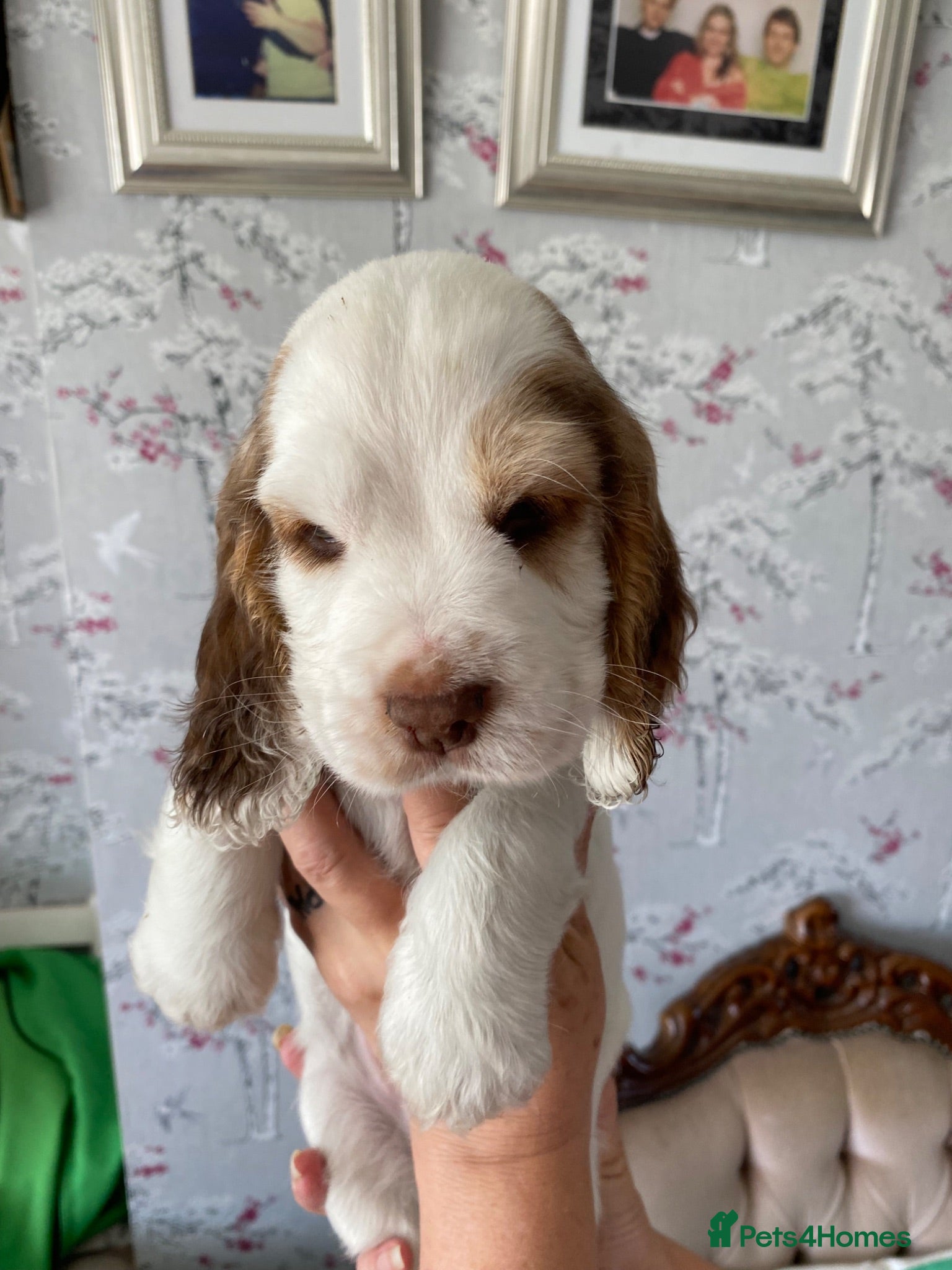 Cocker Spaniel dogs Cocker spaniel puppies  - Advert 1