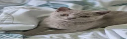 British Shorthair cats for sale: British shorthair - Advert 3