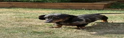 Miniature Dachshund dogs for sale: Miniature Daschund - Advert 8
