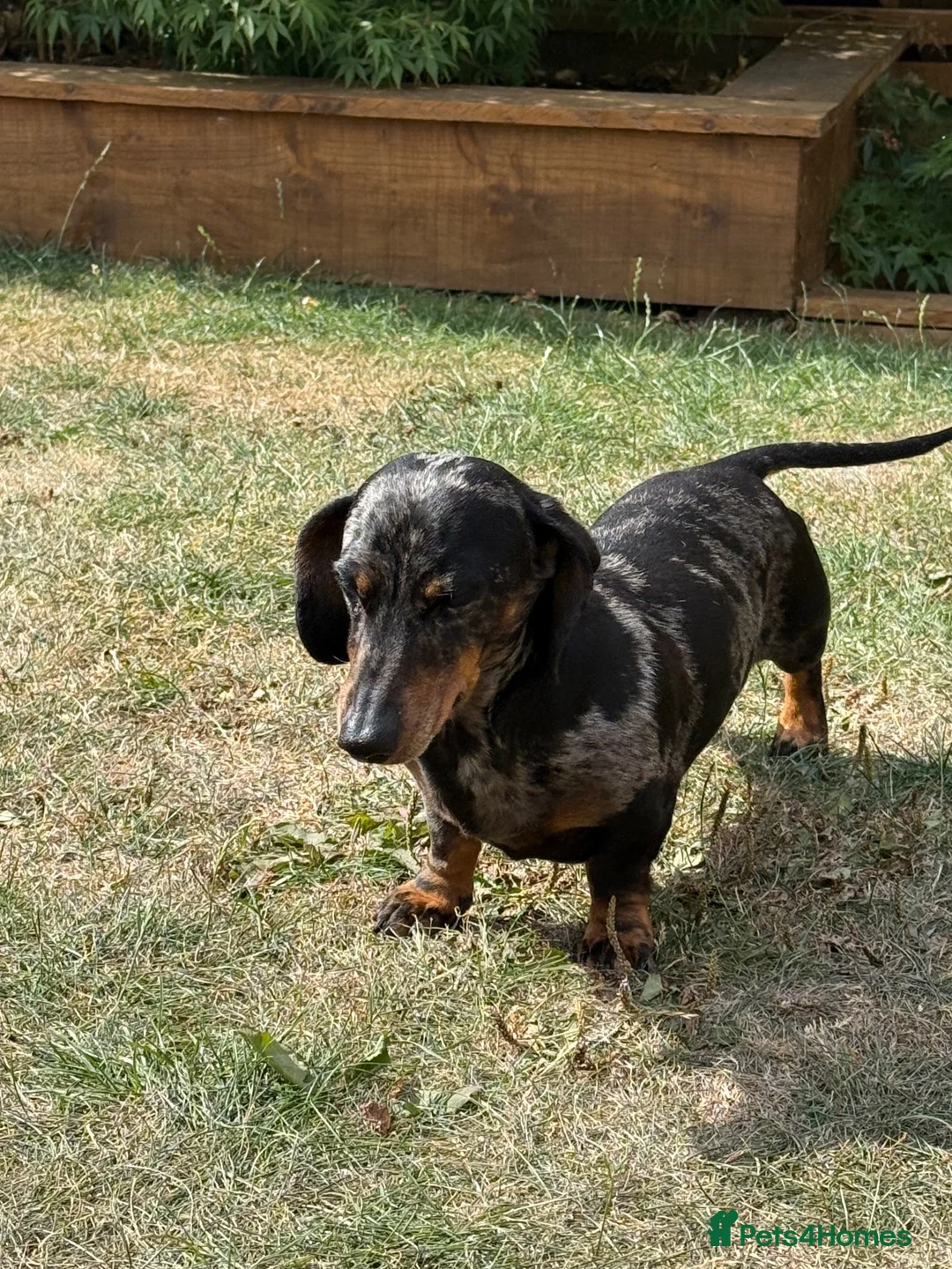 Miniature Dachshund dogs for sale: Miniature Daschund - Advert 8