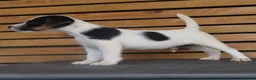 Parson Russell dogs for sale: Quality Parsons Russell Terrier Puppies - Advert 15