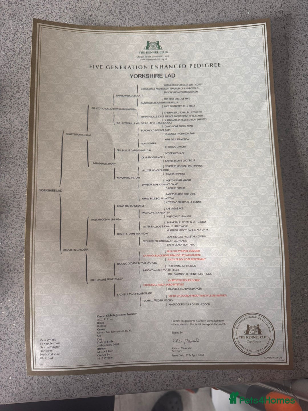 English Bulldog dogs for sale: 4yr old Male British bulldog  - Advert 3