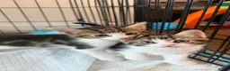 Mixed Breed cats for sale: Kittens for sale  - Advert 3