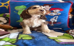 Cocker Spaniel dogs for sale: Last 2 boys fully vaccinated health checked  - Image 10