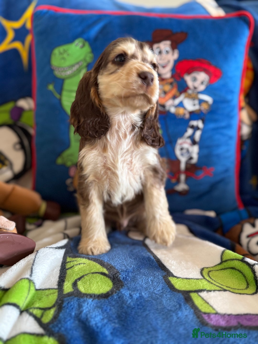 Cocker Spaniel dogs for sale: Last 2 boys fully vaccinated health checked  - Image 10
