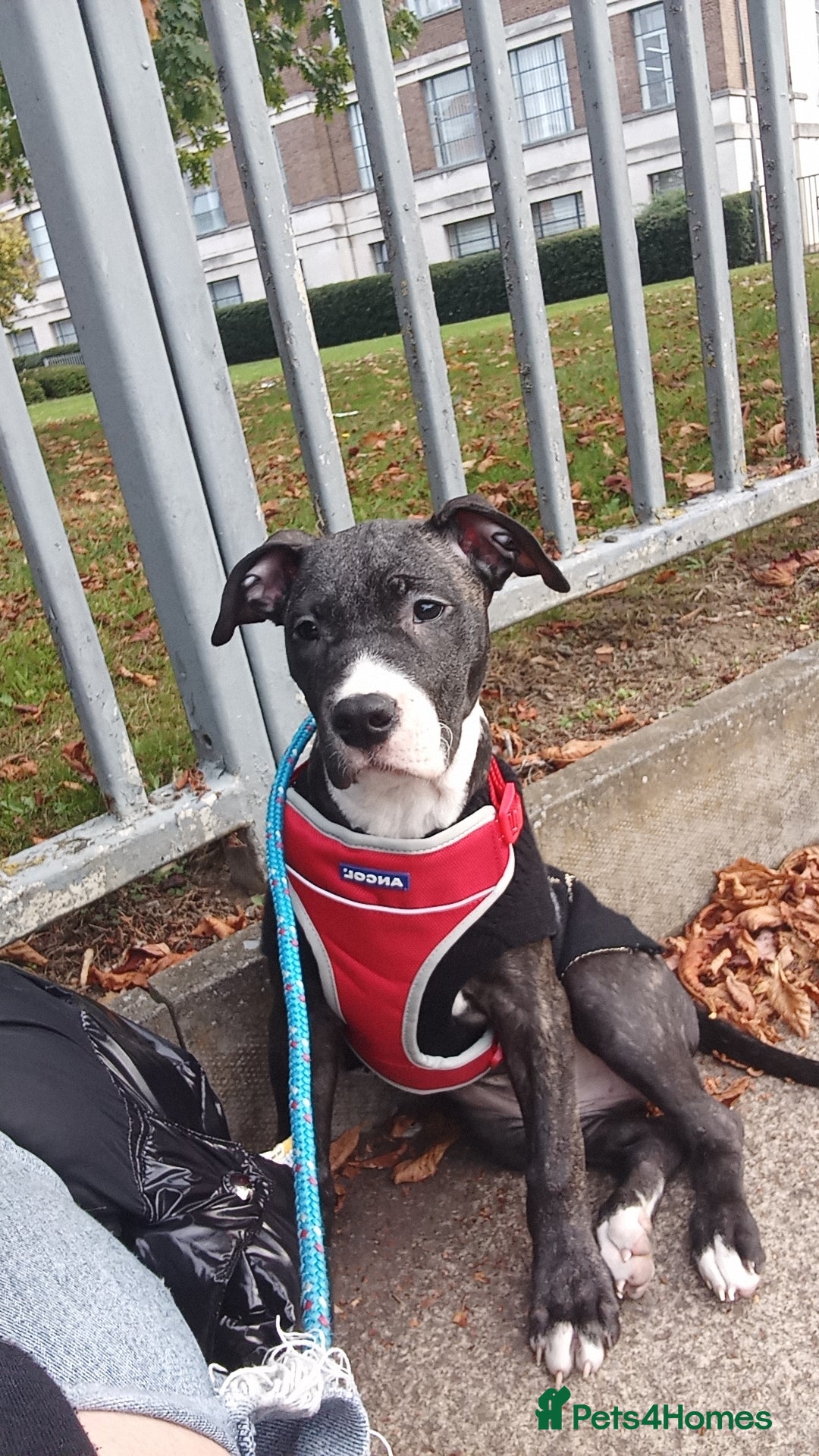 Mixed Breed dogs for sale: KALEESI - Image 3