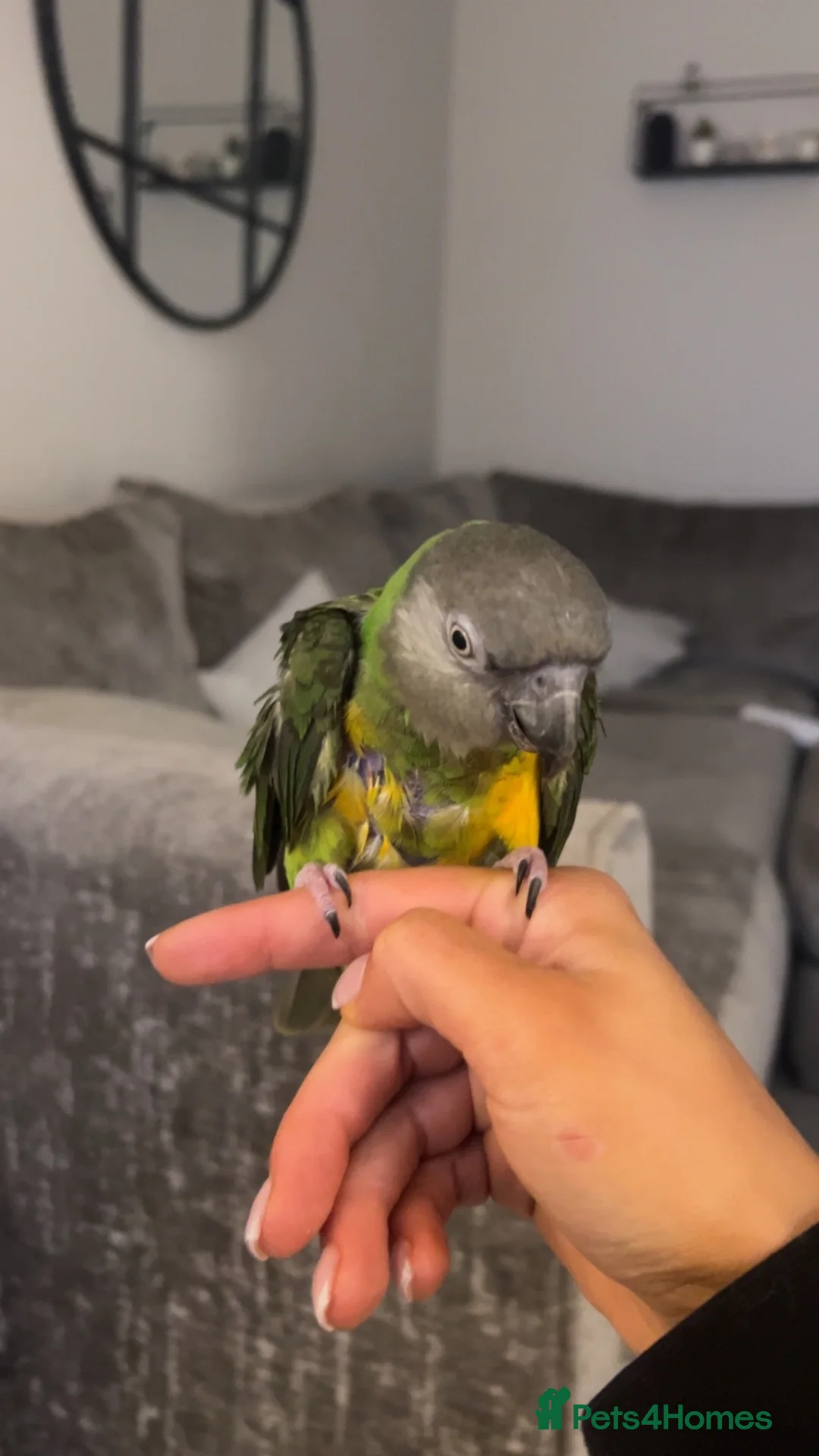 Parrots birds for sale: African Senegal  - Advert 2