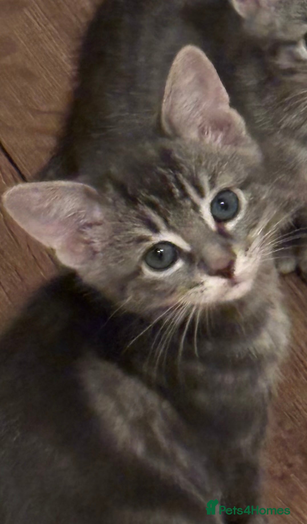 Domestic Shorthair cats Beautiful grey kittens available from 15 February  - Advert 3