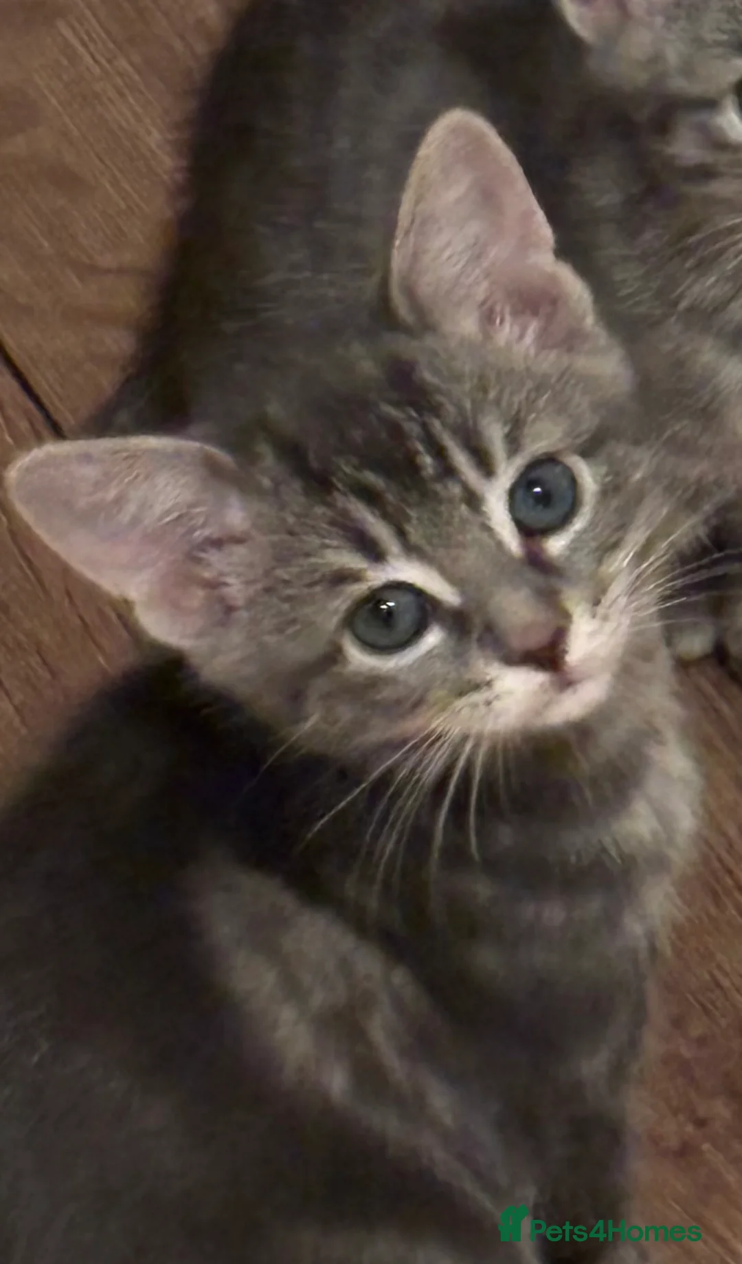 Domestic Shorthair cats for sale: Beautiful grey kittens available from 15 February  - Advert 1