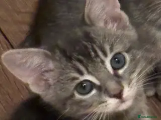 Domestic Shorthair cats Beautiful grey kittens available from 15 February - Advert 3