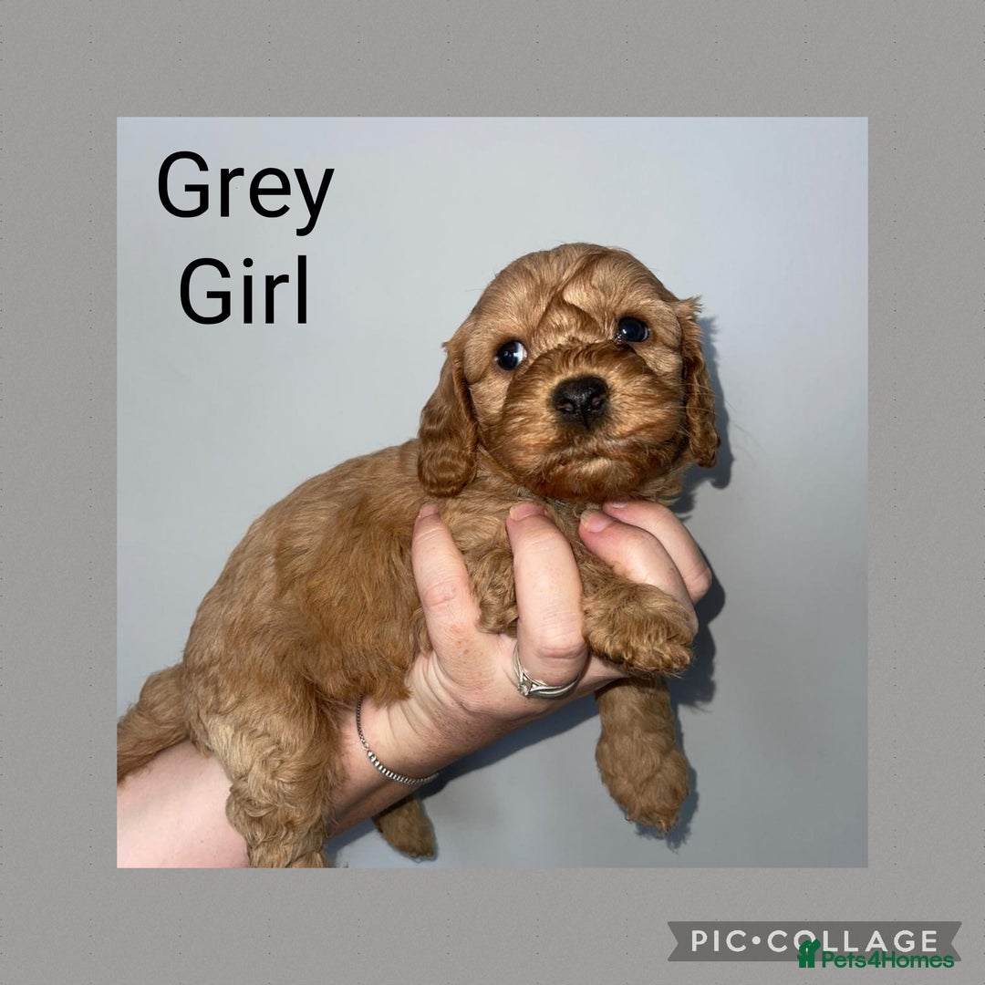 Cavapoo dogs for sale: Beautiful Cavapoo Puppies – 7 Girls & 4 Boys  - Image 6