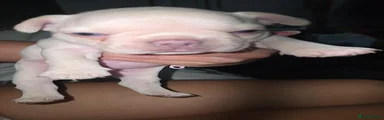 French Bulldog 3