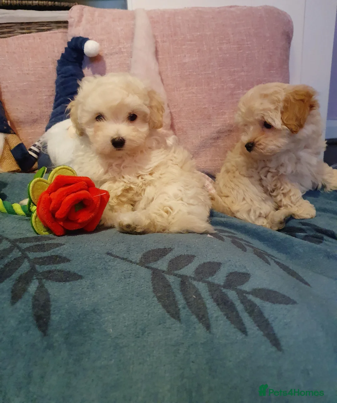 Maltipoo dogs for sale: ❤️MALTIPOO PUPPIES❤️ONLY GIRL LEFT❤️ - Advert 7
