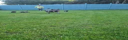 Staffordshire Bull Terrier dogs for sale: Staffordshire bull terrier blue kc reg full ped in Rhyl - Advert 16