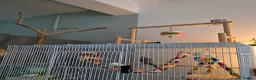 Budgerigars birds for sale: 4 Hand-Tame Budgies, Large Cage & All Accessories - Advert 8