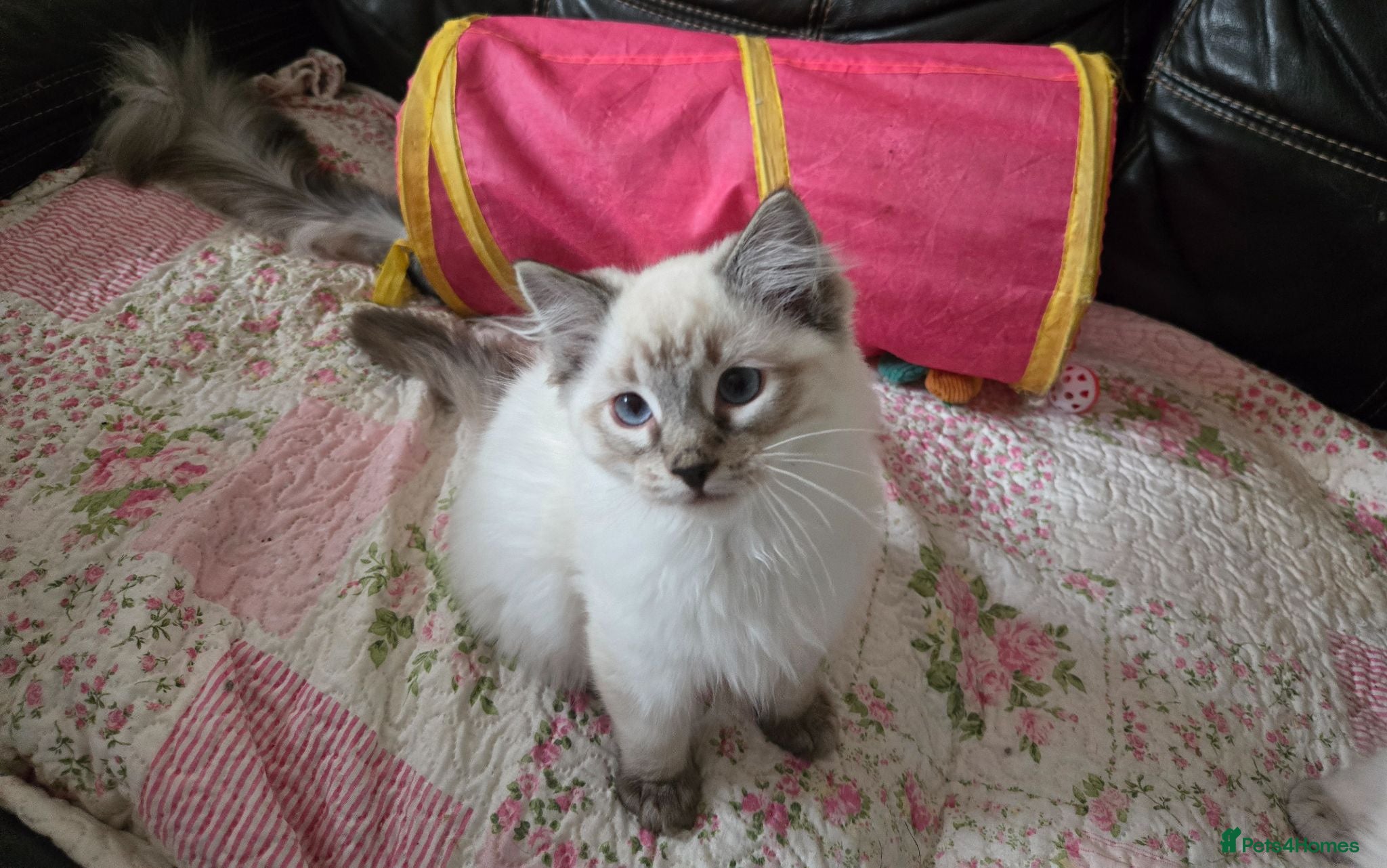 Ragdoll cats REDUCED Gorgeous seal tabby male Ragdoll kittens  - Advert 1