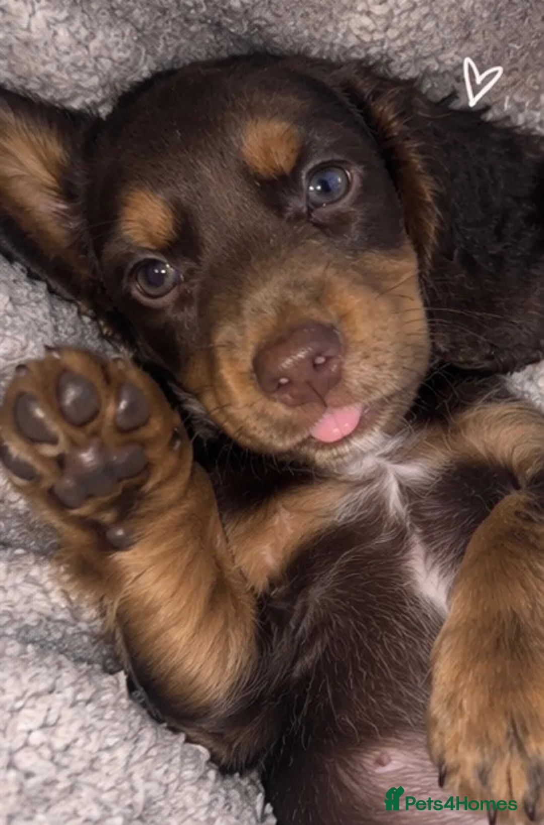 Dachshund dogs for sale: beautiful dachshund  in Chatham - Advert 6