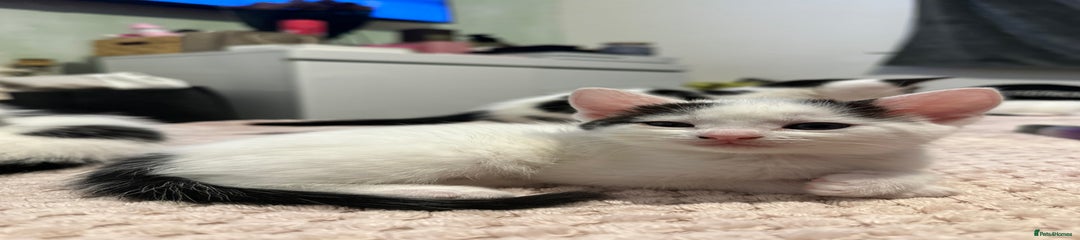 Domestic Shorthair Kitten 5