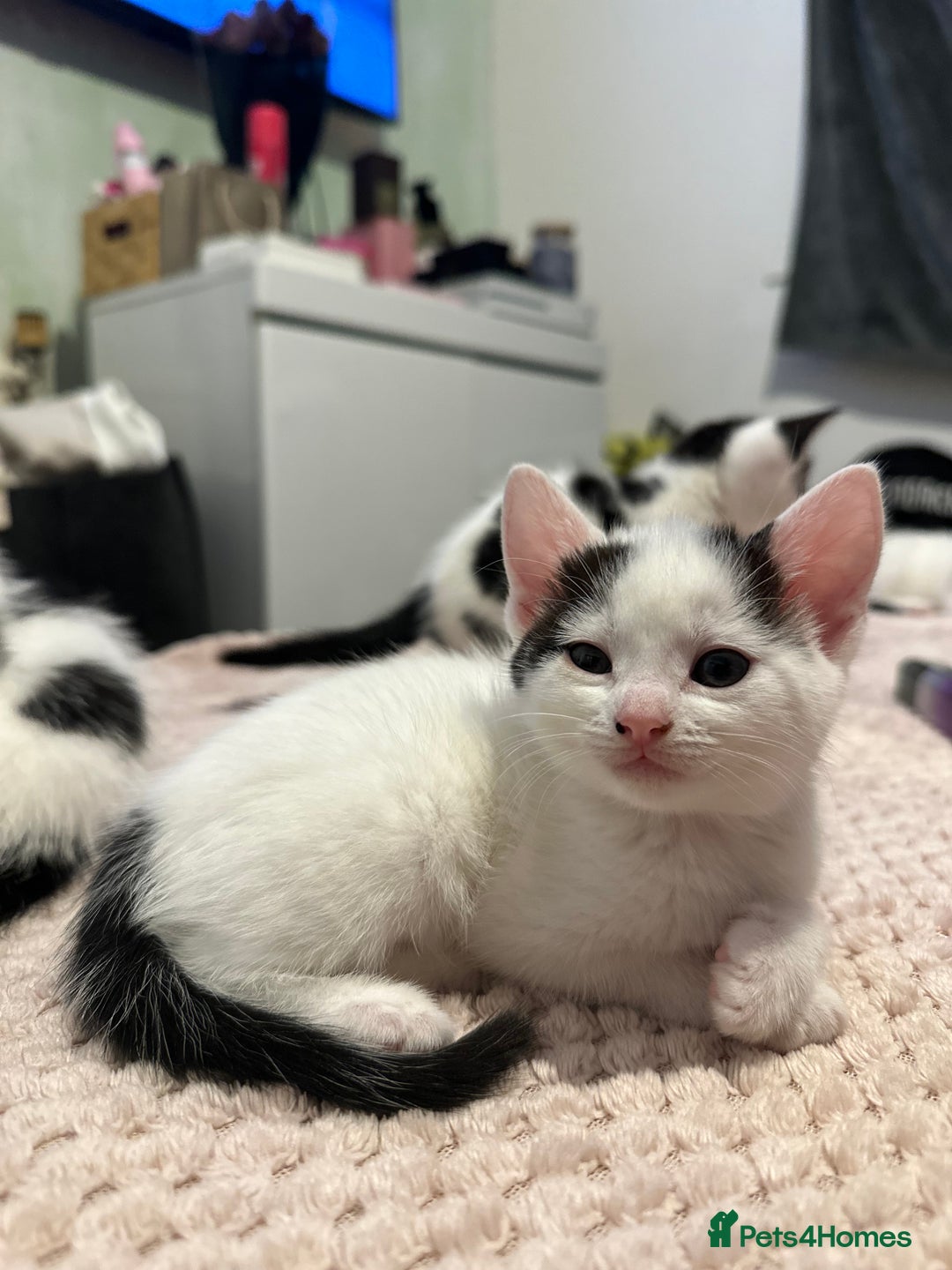 Domestic Shorthair cats for sale: Adorable Black & White Domestic Shorthair Kittens - Image 5