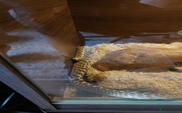 Snake reptiles for sale: Hognose snake  - Image 1