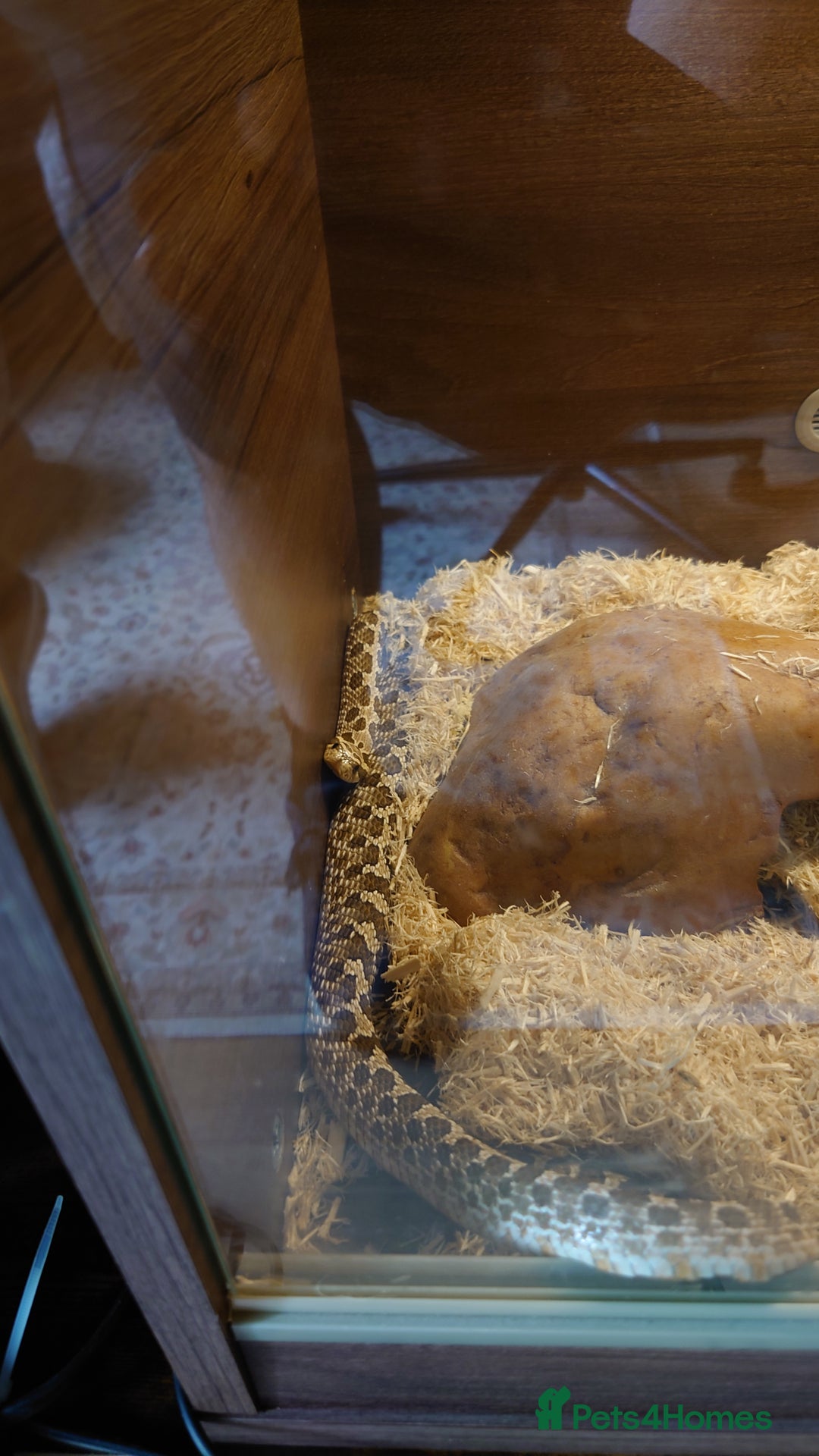 Snake reptiles for sale: Hognose snake  - Image 1
