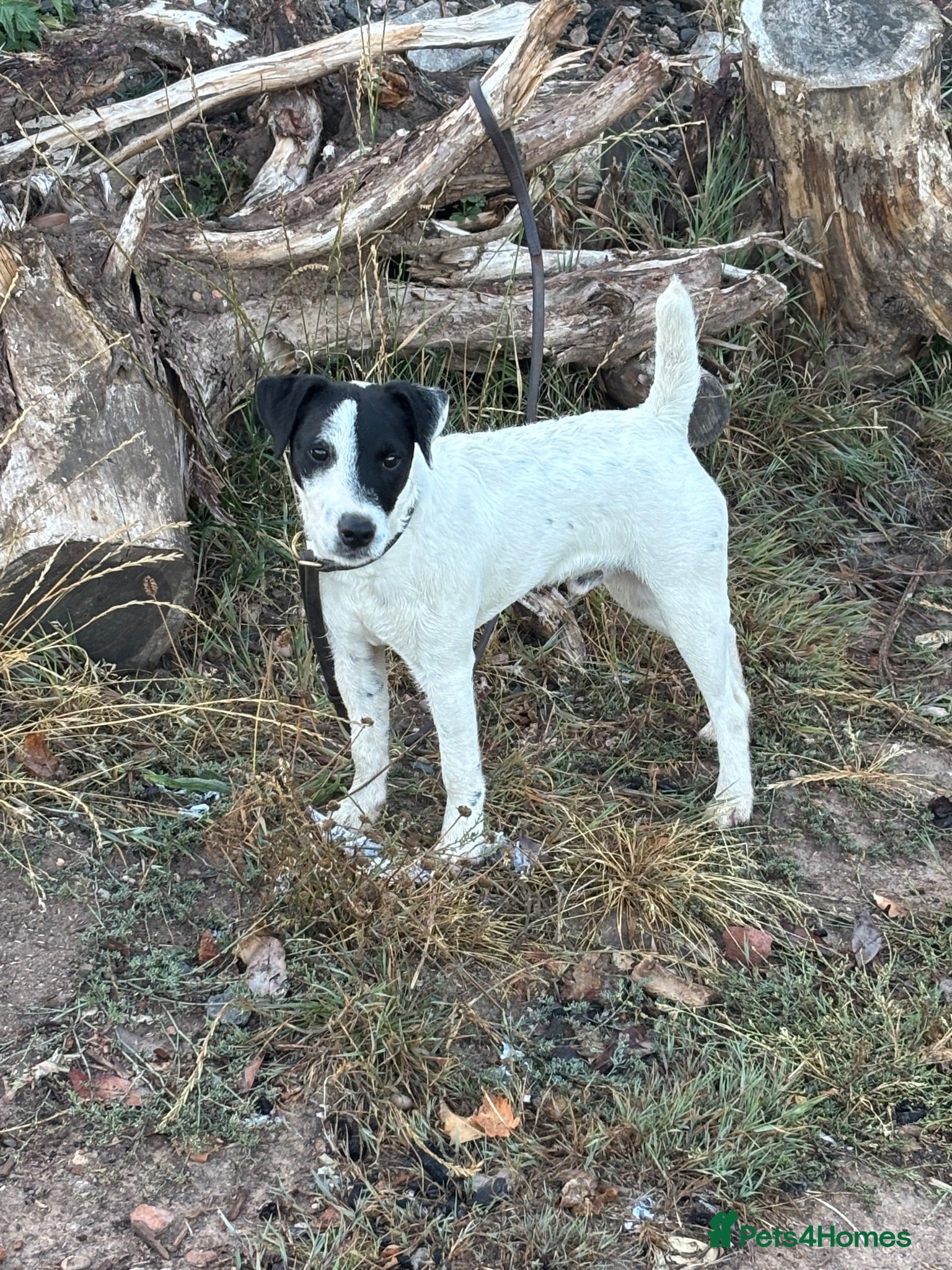 Jack Russell dogs Jack Russell dog 6 months old  - Advert 1